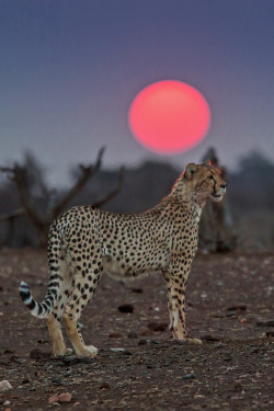 Cheetah at Sunset by bfryxell on Flickr.