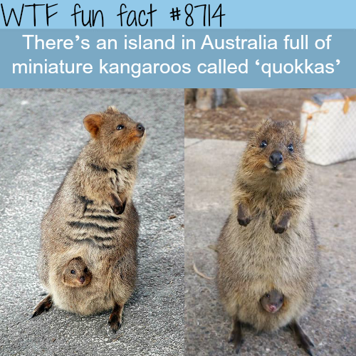 wtf-fun-factss:Australian island full of quokkas, the happiest...