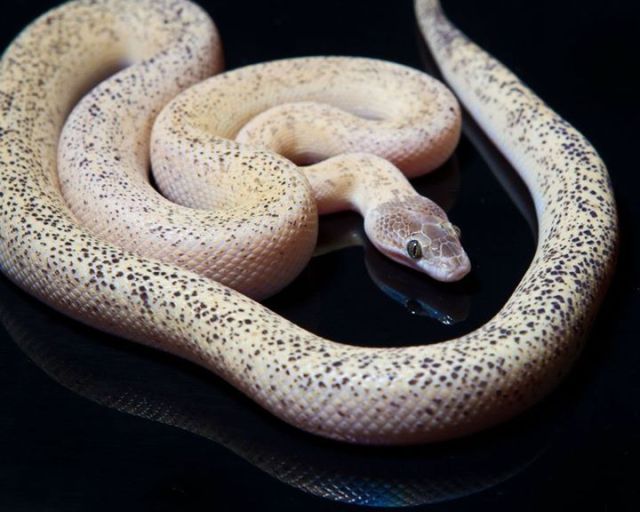 Reptile Facts - howtohavegaysubtext: Marble Children’s Python...
