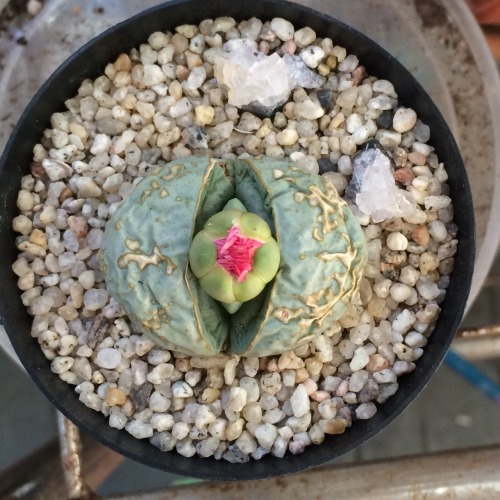 Argyroderma mimicry plants loving stone botany horticulture gardening succulents cacti plant blog gardeners gardeners of tumblr