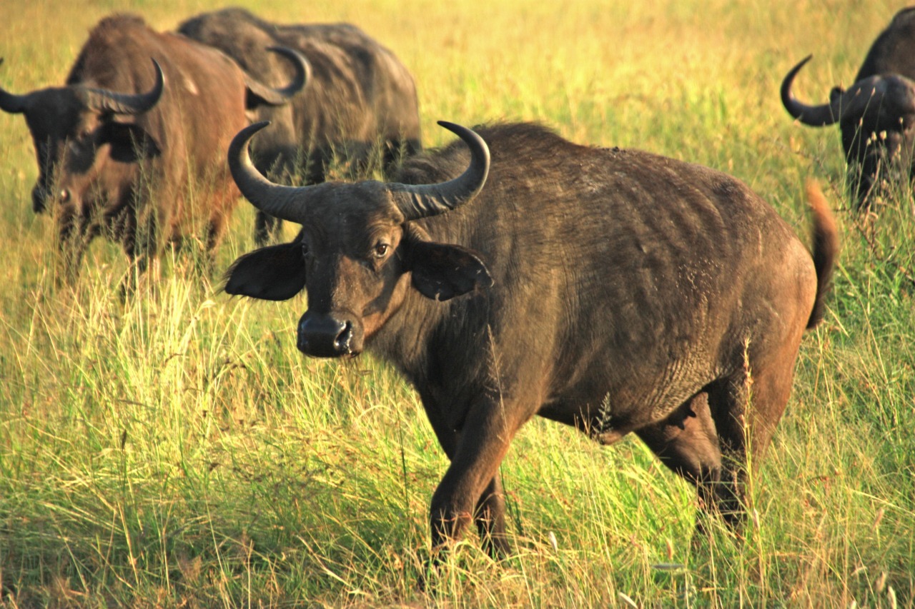 Hoofed Animals Of Tanzania June 2015 For The Most 