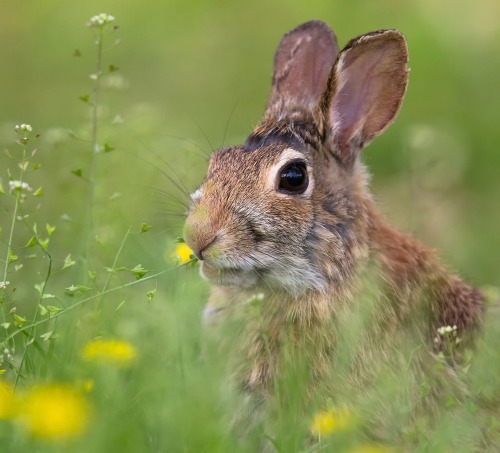 beautiful-wildlife: “ European Rabbit (Oryctolagus cuniculus) by Fabrizio Municchi ”