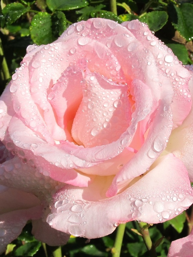 Flower Love — Wet Pink Rose