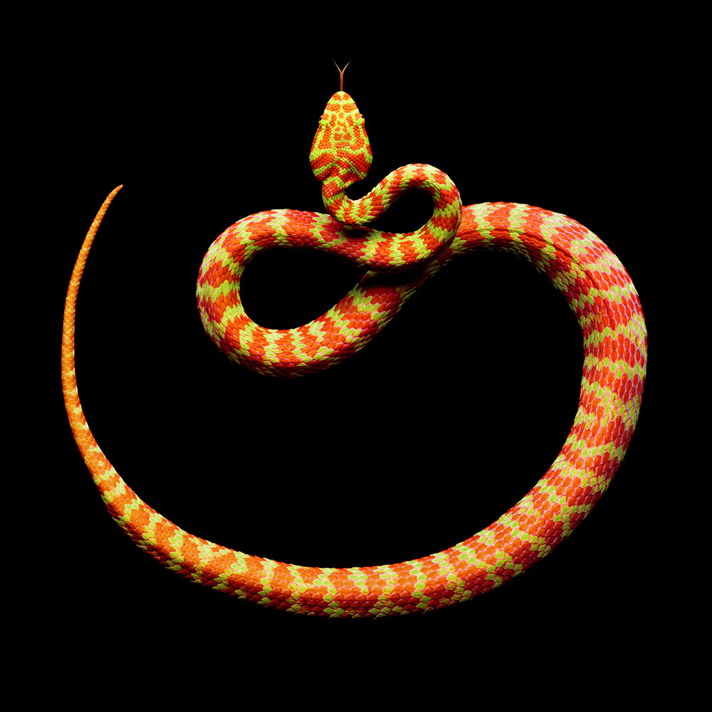 Mark Laita (American, b. 1960, Detroit, MI, USA, based Los Angeles, CA, USA) - Trimeresurus Venustus aka Beautiful Pit Viper, 2011 Photography