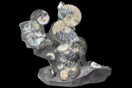 fossilera:Gorgeous, 5.8" Tall Iridescent Ammonite Cluster...