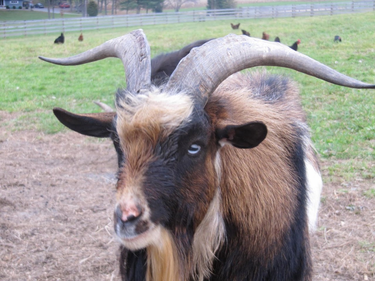 don-t-get-bit-the-nigerian-dwarf-goat-is-a-miniature-goat-breed
