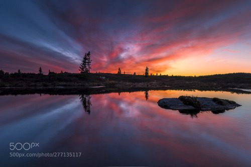 jjordan7:First frost by JrnAllanPedersen