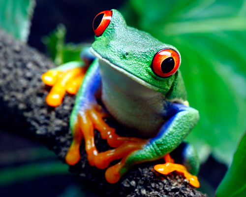 Astrology — Signs as frogs/toads