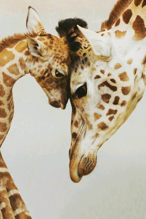  giraffe  wallpaper  Tumblr