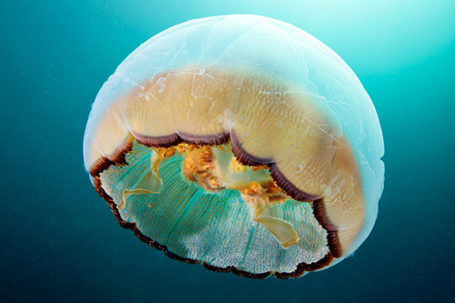 nevver:Jellyfish, Alexander SemenovSo freaking beautiful and...