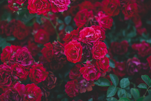 Red Roses Tumblr