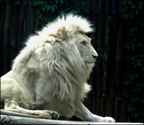 rivieredelalune:White Lion