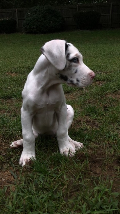 dogsuggest:We got a deaf Great Dane puppy and we all have...