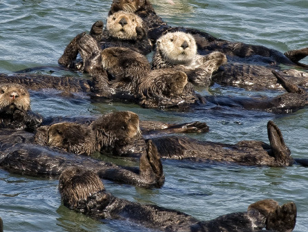 Monterey Bay Aquarium — Good News For Sea Otters! California’s sea otter...