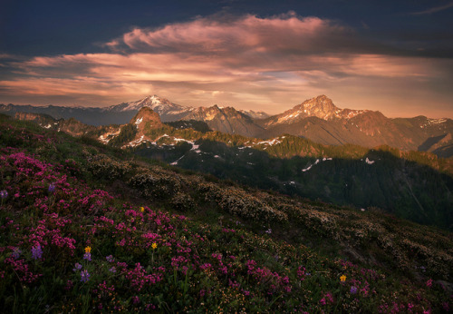 floralls:by Trevor Anderson