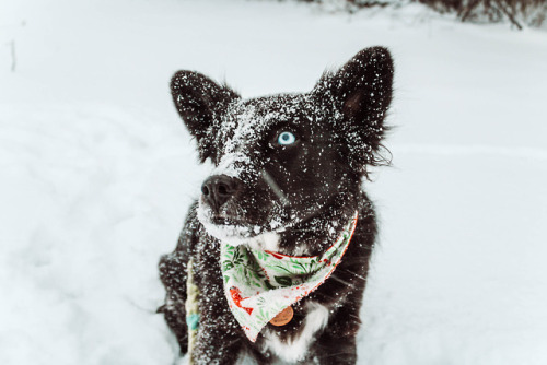 willowthesupermutt:Willow is the most beautiful snow pup ❤️❄️❤️