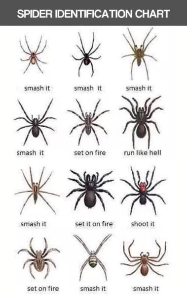 Florida Spider Identification Chart