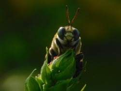 @Spiders And Beetles And Moths, Oh My!