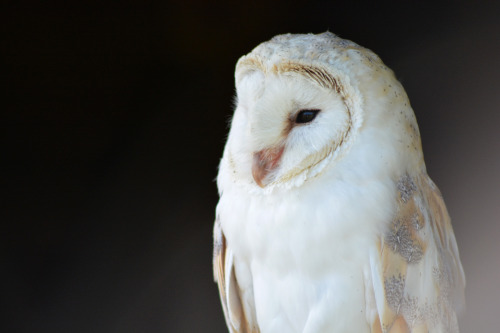 catchshadows:Barn owl.Surrey, UK.