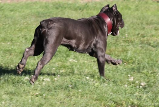 Italys Beast Cane Corso