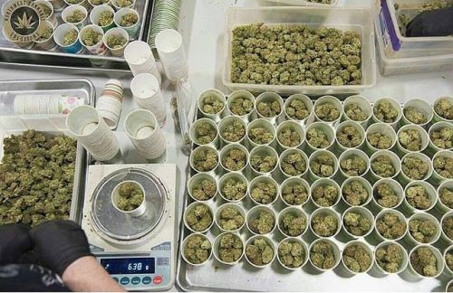 So many kush For more thedailychief.tumblr.com:...