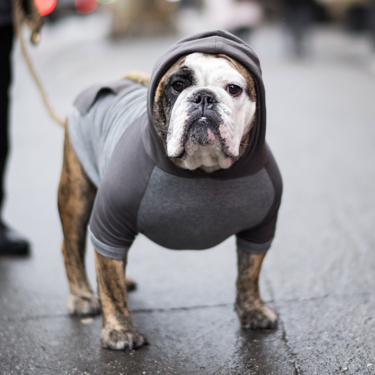 thedogist: Lucy, English Bulldog (2 y/o), Perry &...