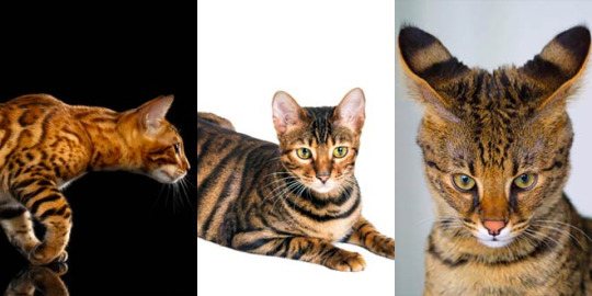 Bengal Cats — Hybrid Cat Breeds Explained Bengal, Toyger and...