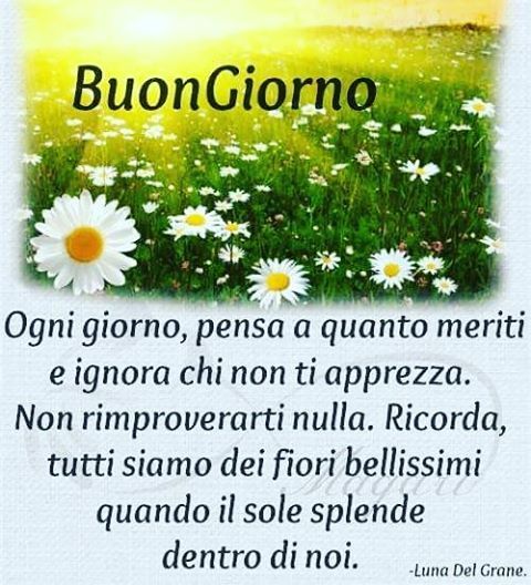 Buongiorno Sole Girasole Flowers Page Facebook Tiziana