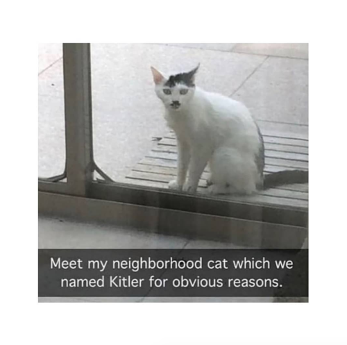 justcatposts
