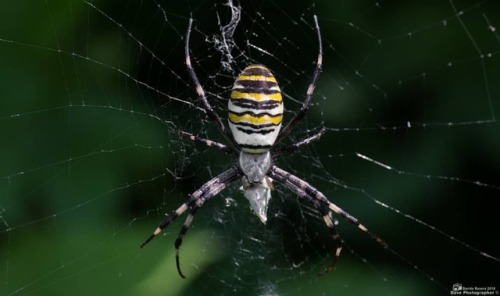 Argiope fasciata (ragno vespa)#spider #arachnid...