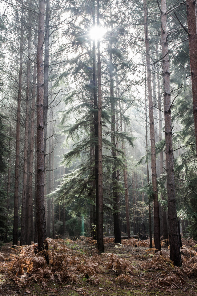 the jackstraw — 90377: tree lights by markhortonphotography