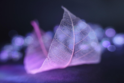 drxgonfly:Transparent (by Shihya Kowatari)