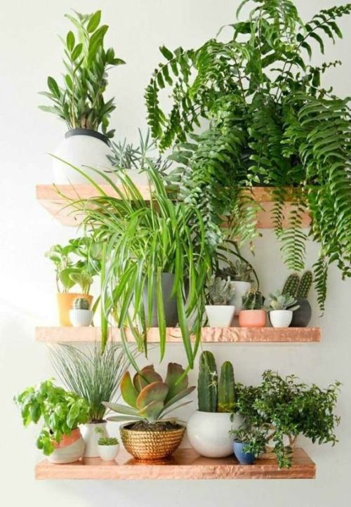 mine boho bohemian indoor plants home decor small apartment apartment decor apartment design indoor plant ideas