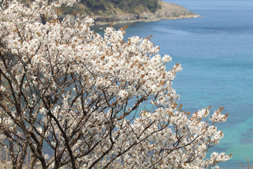 hi-technique:Seaside sakura by Teruhide Tomori on Flickr