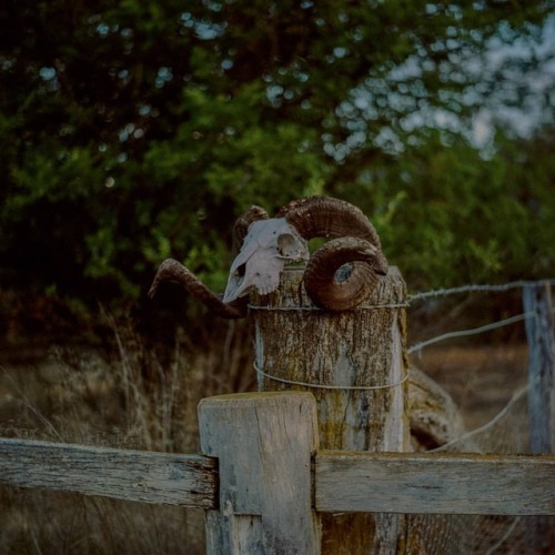 portra160 2 grisly ram filmisnotdead summer canberra horns 120mm skull australia