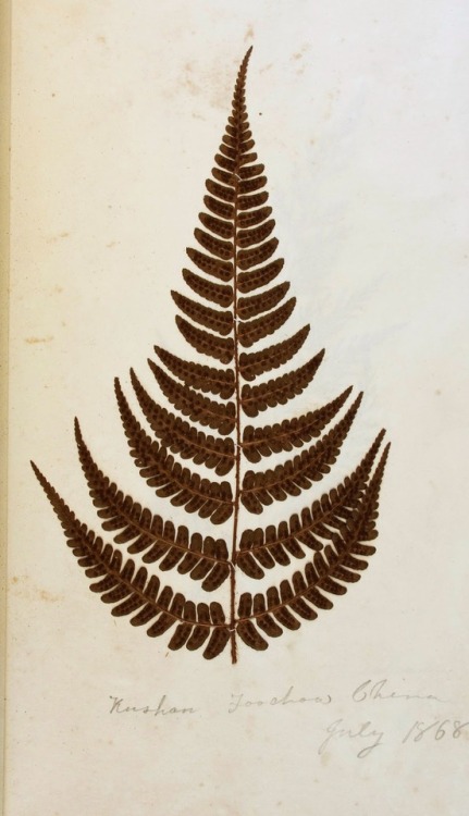 botanical-inspiration:Mount Holyoke’s Herbarium