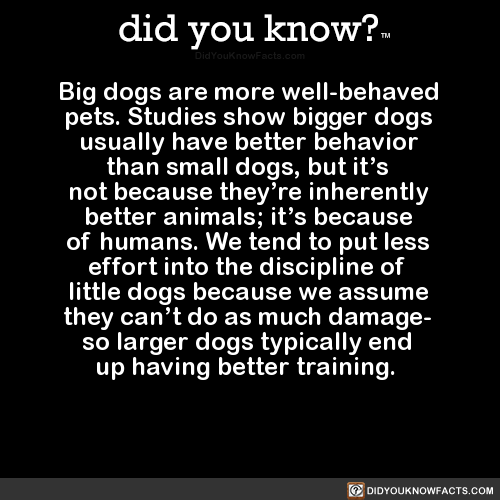 big-dogs-are-more-well-behaved-pets-studies-show