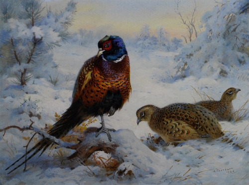 emerald-of-the-eight:Ring-necked pheasant paintings by Archibald...