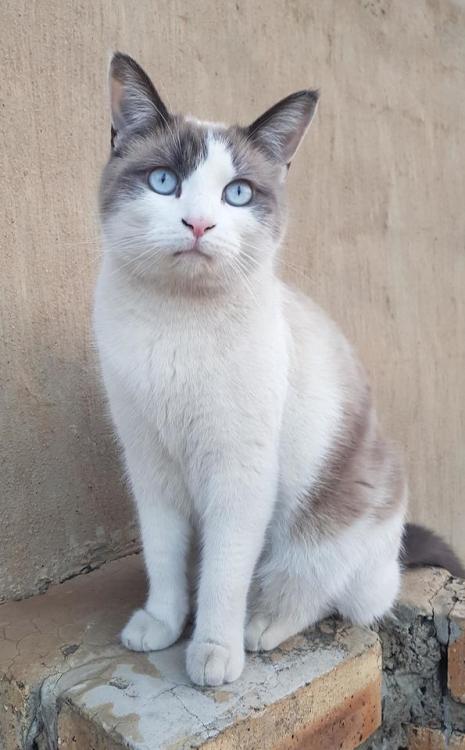supermodelcats