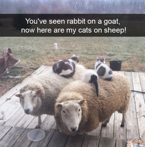 animalsnaps:Animal snaps