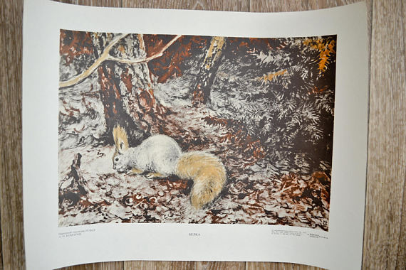 Squirrel by A. Komarov, Original vintage Soviet art print 1976
Listed on Etsy: http://ift.tt/2nqK0Yc