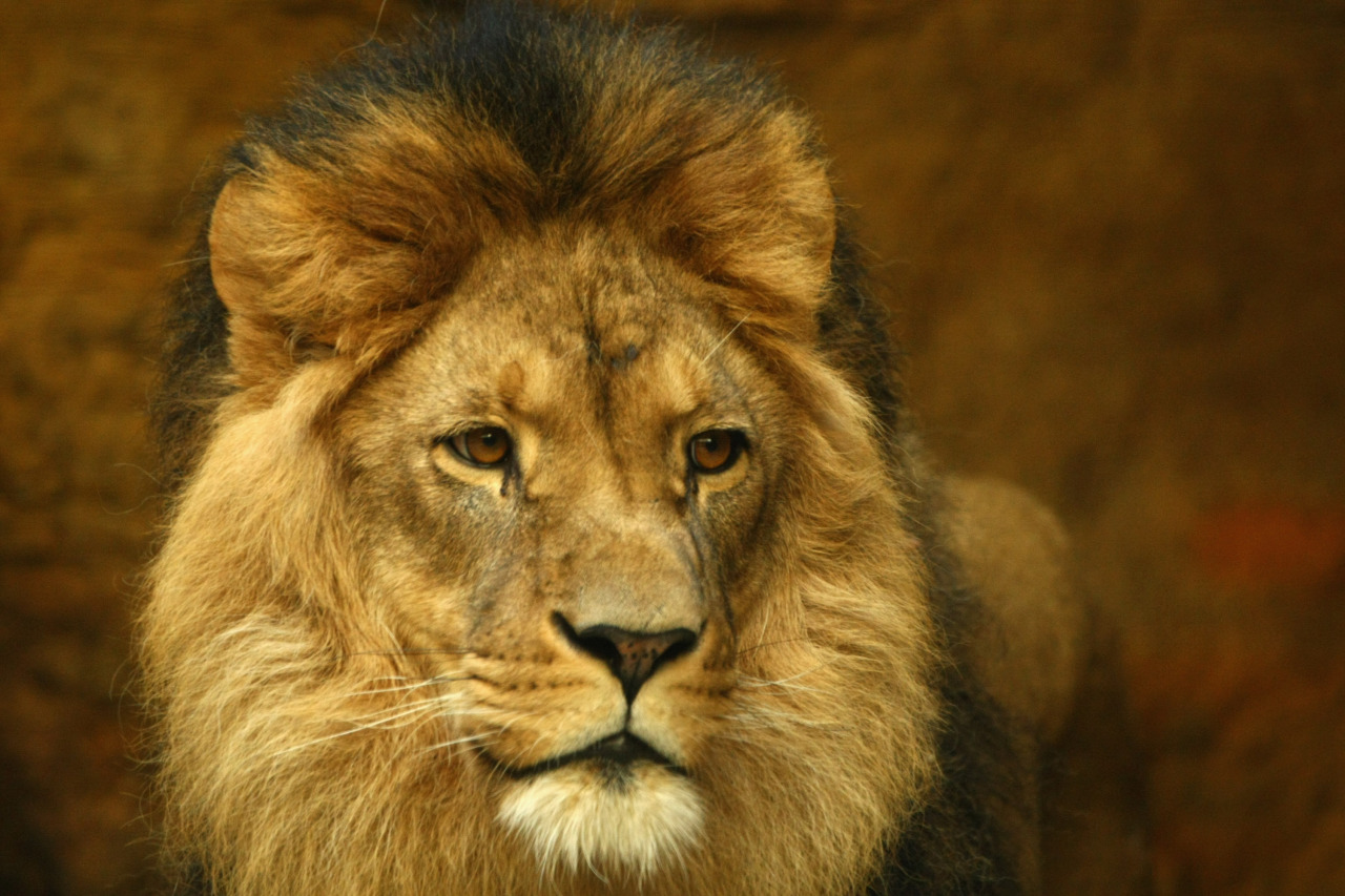 Here’s how this lion-killing dentist is going to play out
Fusion
