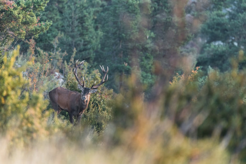 te5seract:Cerf élaphe ( cervus elaphus) &Cerf élaphe (...