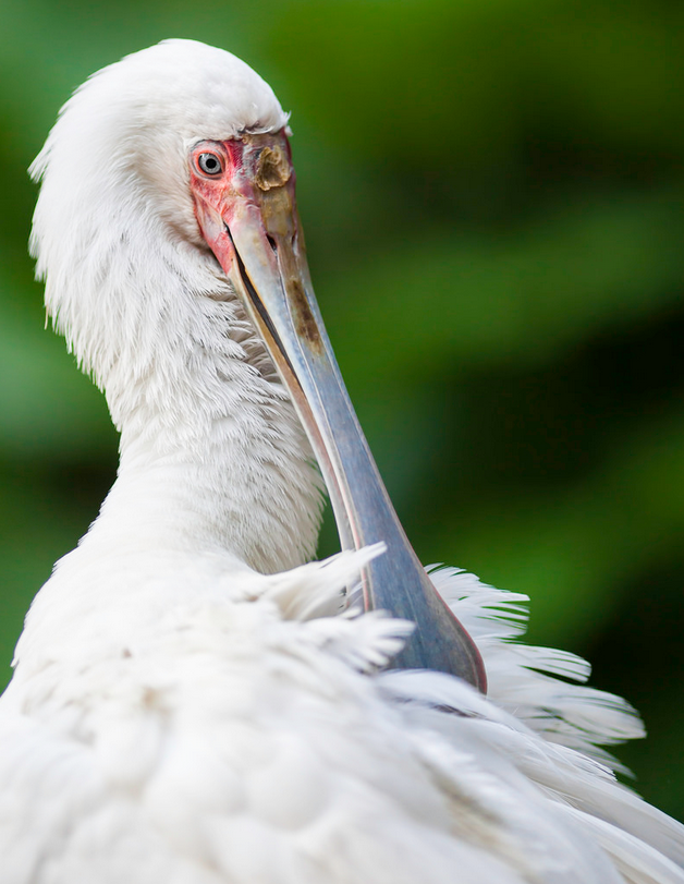 Brilliant birds at the San Diego Zoo by Paul E.M.