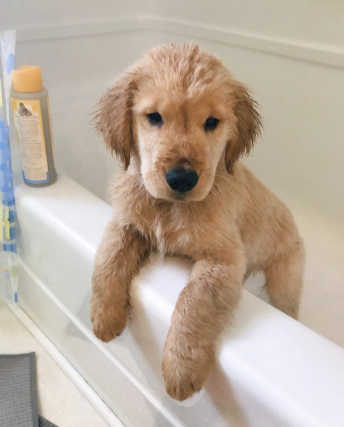 golden retriever puppy bath Tumblr