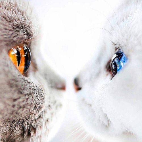 aww-so-pretty