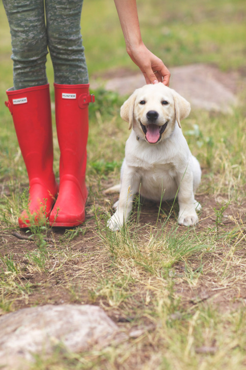 sheseeksserendipity:the weekend: hunters + puppies | pink...