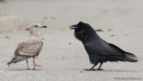 thalassarche:Common Raven (Corvus corax) teasing a gull (Larus...