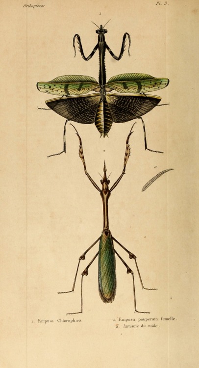 wapiti3:Natural history of insects: Orthoptera, Neuroptera,...