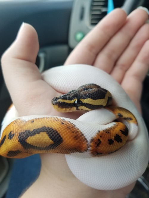 ball python eating tumblr